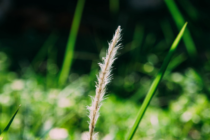 new-pendopo-sony-alpha---part-1