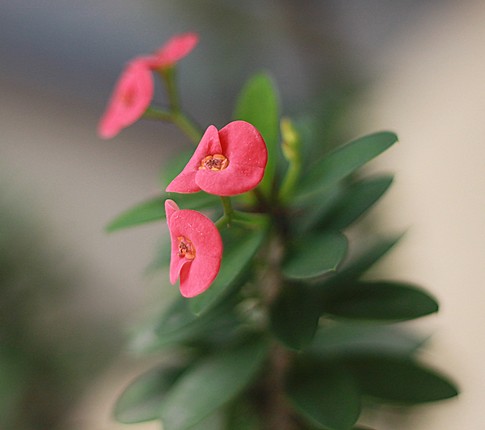 hobby---official-banten-photography---read-rules-first