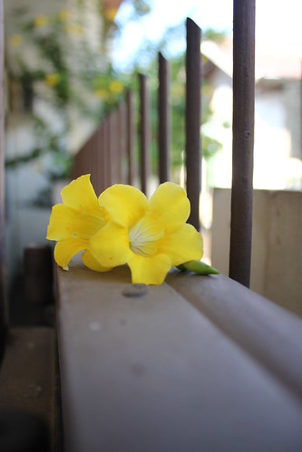 kampung-canoners---part-13