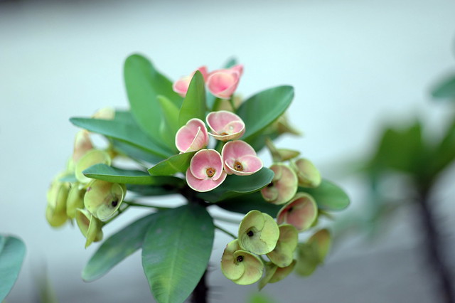 nongkrong-bareng-plants-photography-buat-yang-suka-foto-tetumbuhan