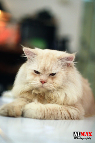 efek-blur-bokeh-pake-lensa-kit-standar-18-55mm-is