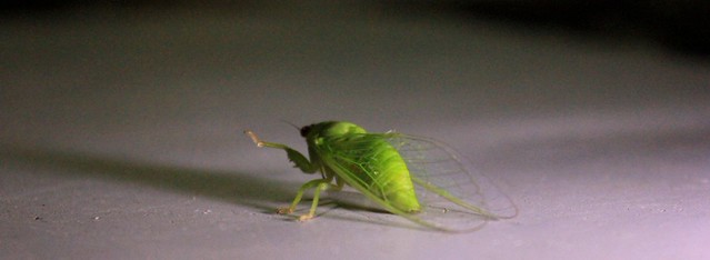 regional-wong-ngapak-kebumen-gombong-banyumas-tegal-dll