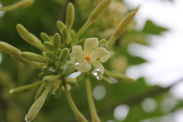 nongkrong-bareng-plants-photography-buat-yang-suka-foto-tetumbuhan