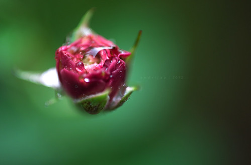 nongkrong-bareng-plants-photography-buat-yang-suka-foto-tetumbuhan