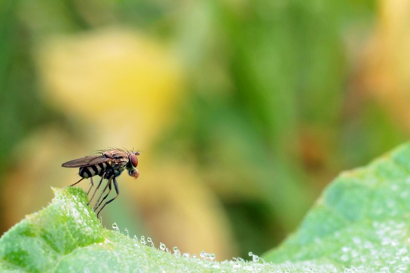 nongkrong-bareng-macro-micro-photography---part-1