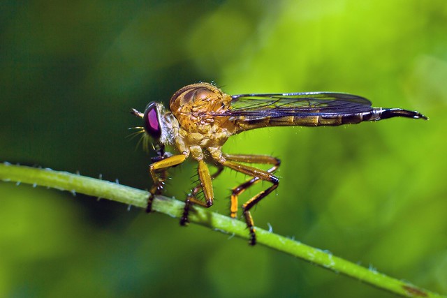 nongkrong-bareng-macro-micro-photography---part-1