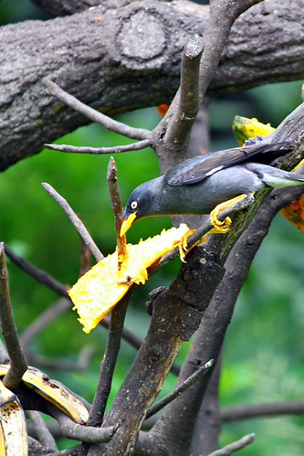 ada-yang-suka-birding