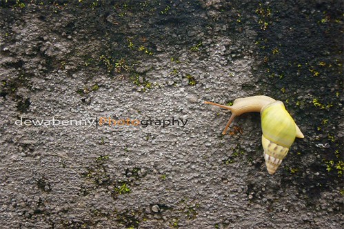 nongkrong-bareng-animal-photography