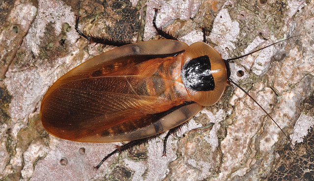 Blaberus Giganteus, Inilah Spesies Kecoa Terbesar Didunia