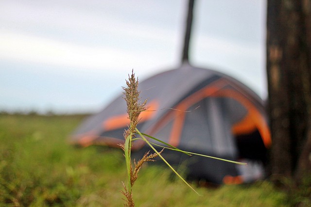 nongkrong-bareng-plants-photography-buat-yang-suka-foto-tetumbuhan