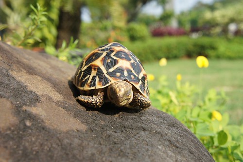 93787769378776937-all-about-tortoise-93787769378776937---part-2