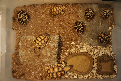 93787769378776937-all-about-tortoise-93787769378776937---part-2