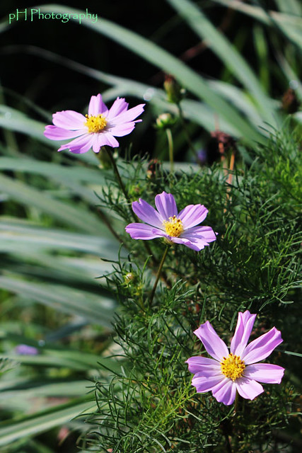 nongkrong-bareng-plants-photography-buat-yang-suka-foto-tetumbuhan