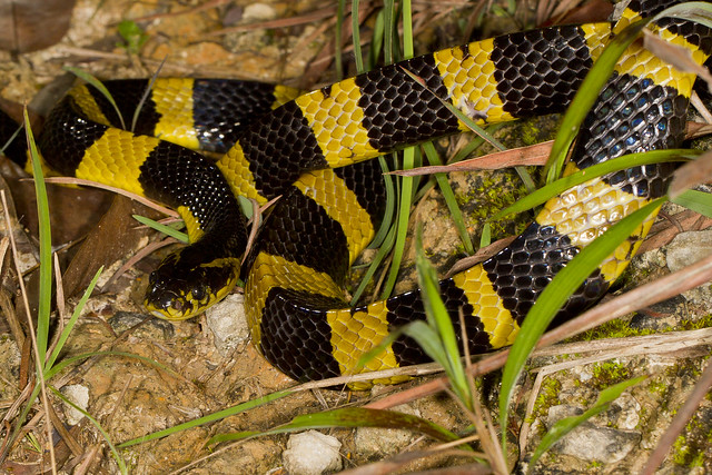 Kenali Jenis Ular Berbisa di Sekitar Agan &#91;Indonesian Snake&#93;