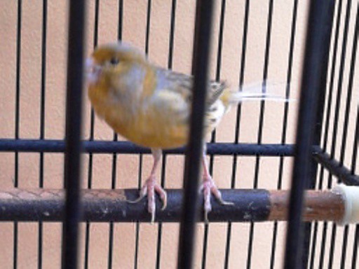 sharepecinta-kenari--jenis-finch-lain-blackthroat-engasr-mozambik-kumpul-disini