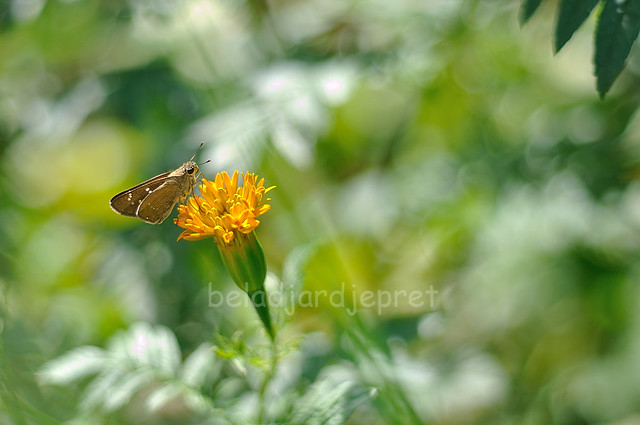 saung-lensa-manual---part-2