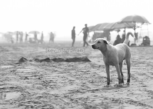 pendopo-sony-alpha---part-5