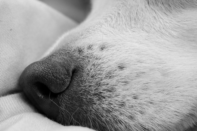 new-pendopo-sony-alpha