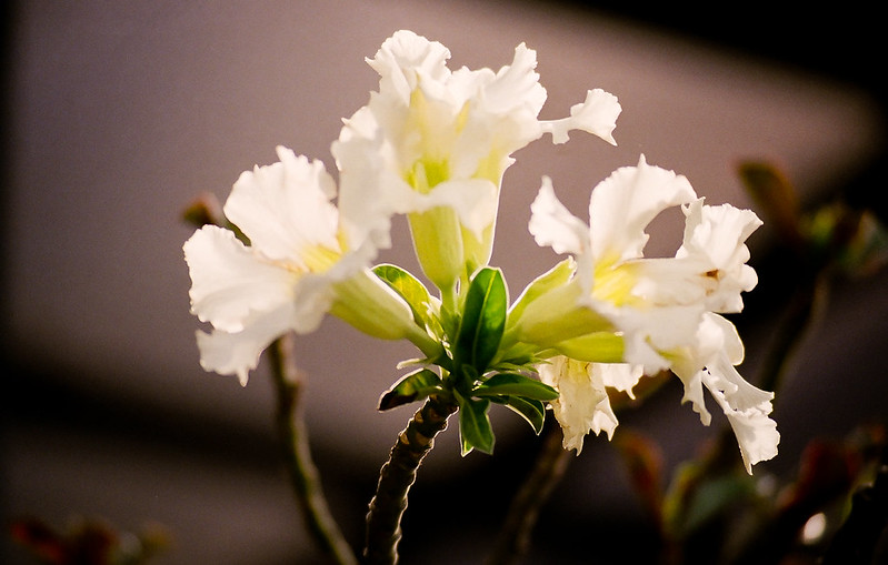 nongkrong-bareng-analog---film-camera---part-4