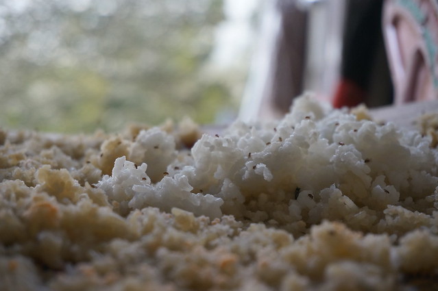 new-pendopo-sony-alpha