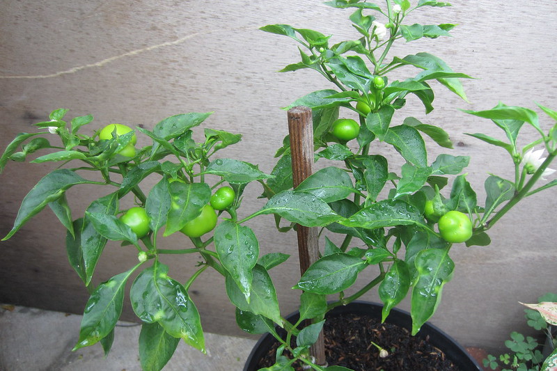 ayo-bertanam-cabe---hot--eksotis---part-1