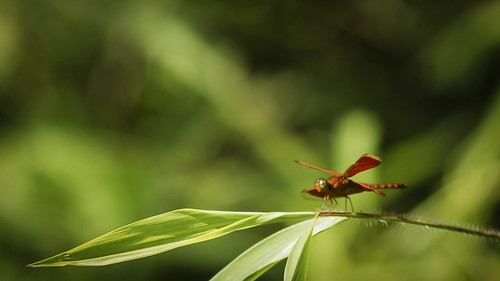 alun-alunnya-nikonian---part-11