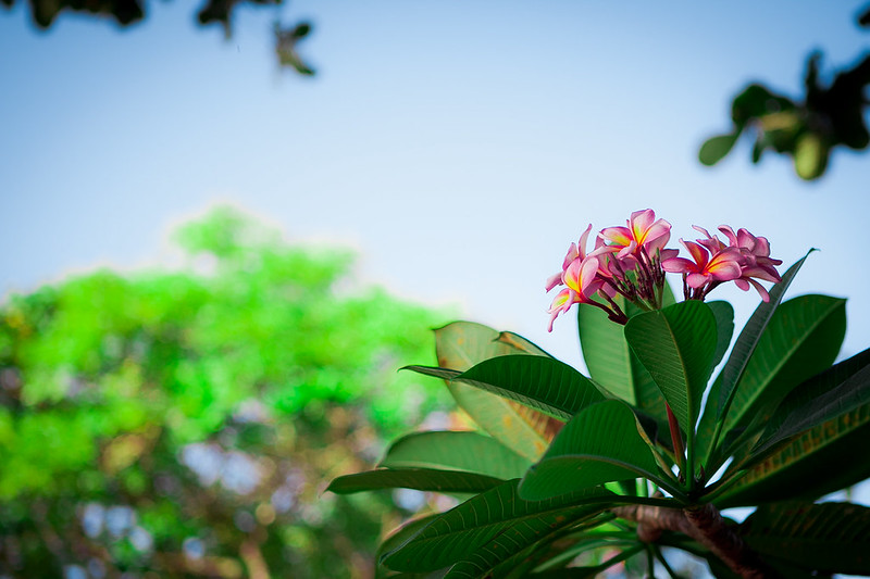 kampung-canoners---part-14