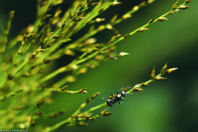 geoju-samseong-tempat-tinggal-samsung