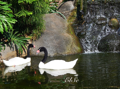 regional-surabaya-forest-v20--sekitarnya---part-6