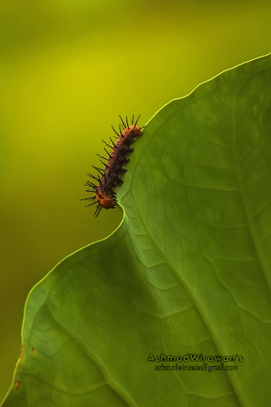 nongkrong-bareng-macro-micro-photography