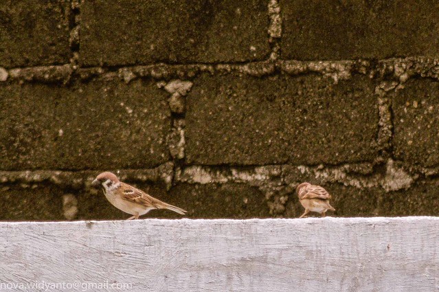 pentax-village---part-3--the-legend-still-continues