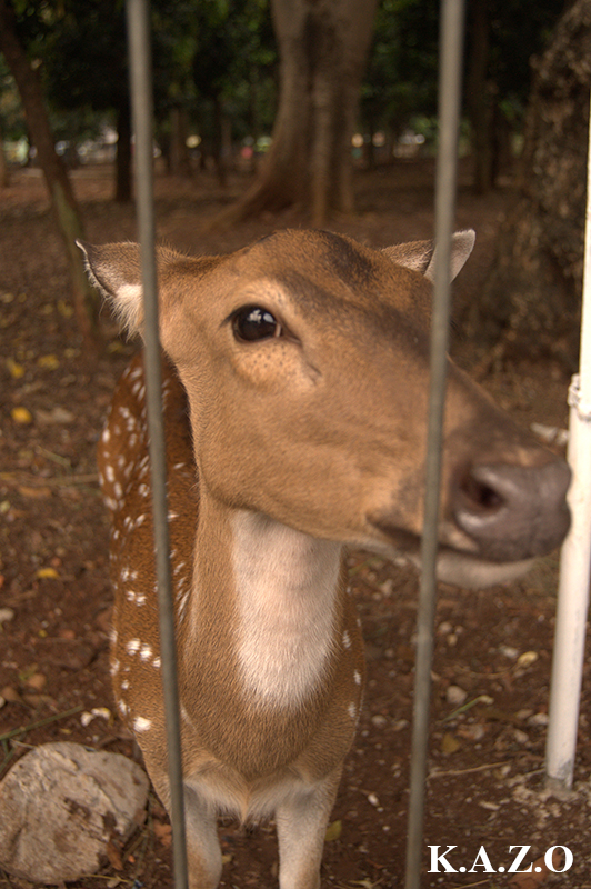 alun-alunnya-nikonian---part-11