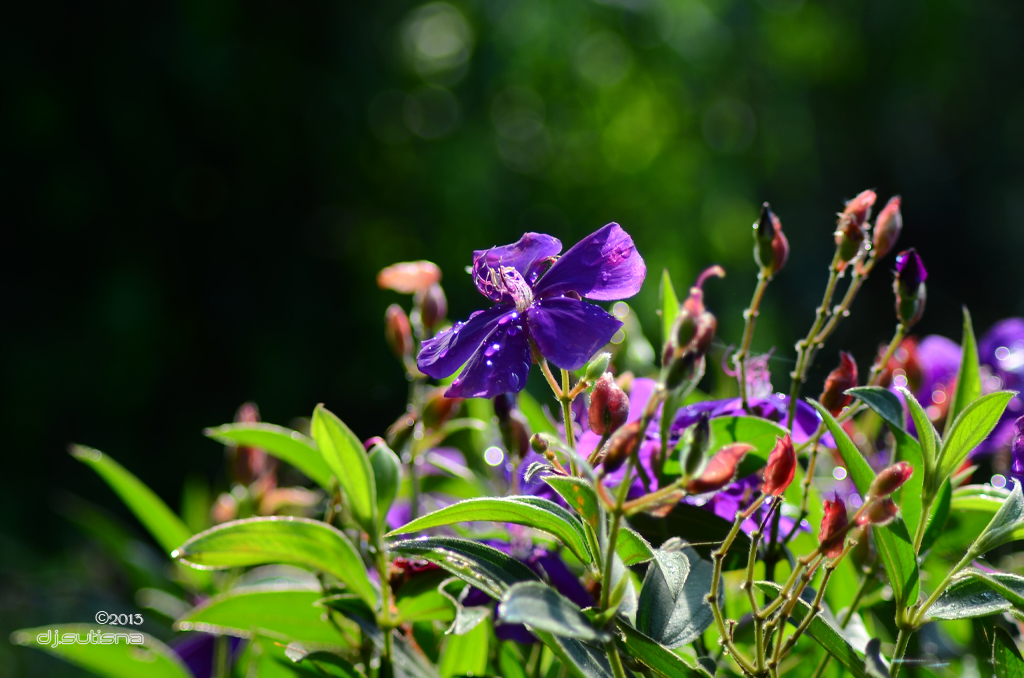 nongkrong-bareng-plants-photography-buat-yang-suka-foto-tetumbuhan