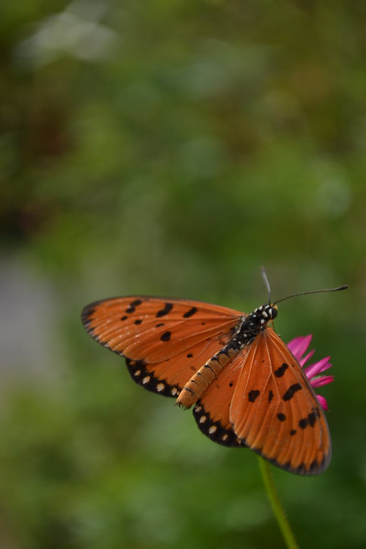 nongkrong-bareng-macro-micro-photography