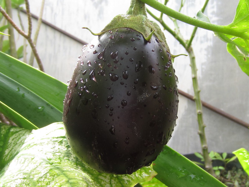 vegetable-lovers---official-thread---part-3