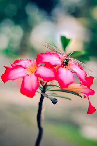 alun-alun-nikonian---part-12