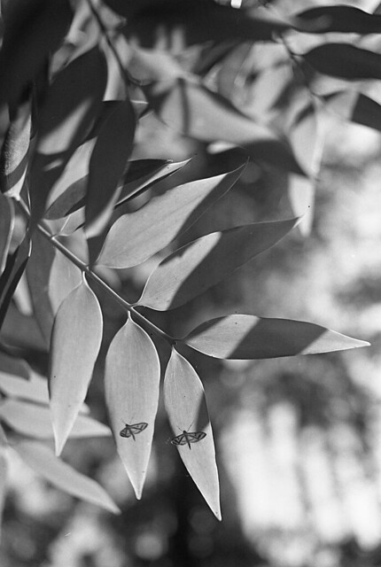 nongkrong-bareng-analog---film-camera---part-4