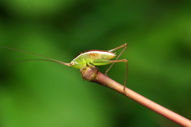 nongkrong-bareng-macro-micro-photography