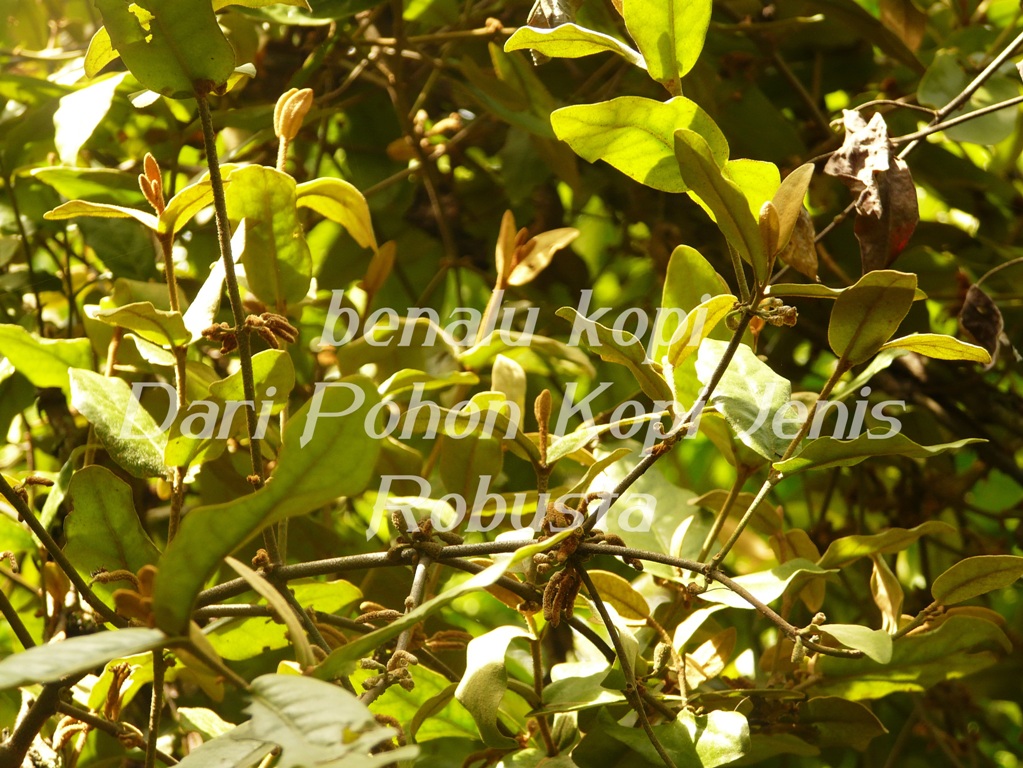BENALU KOPI
