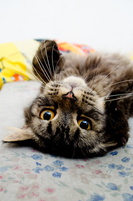 alun-alun-nikonian---part-13