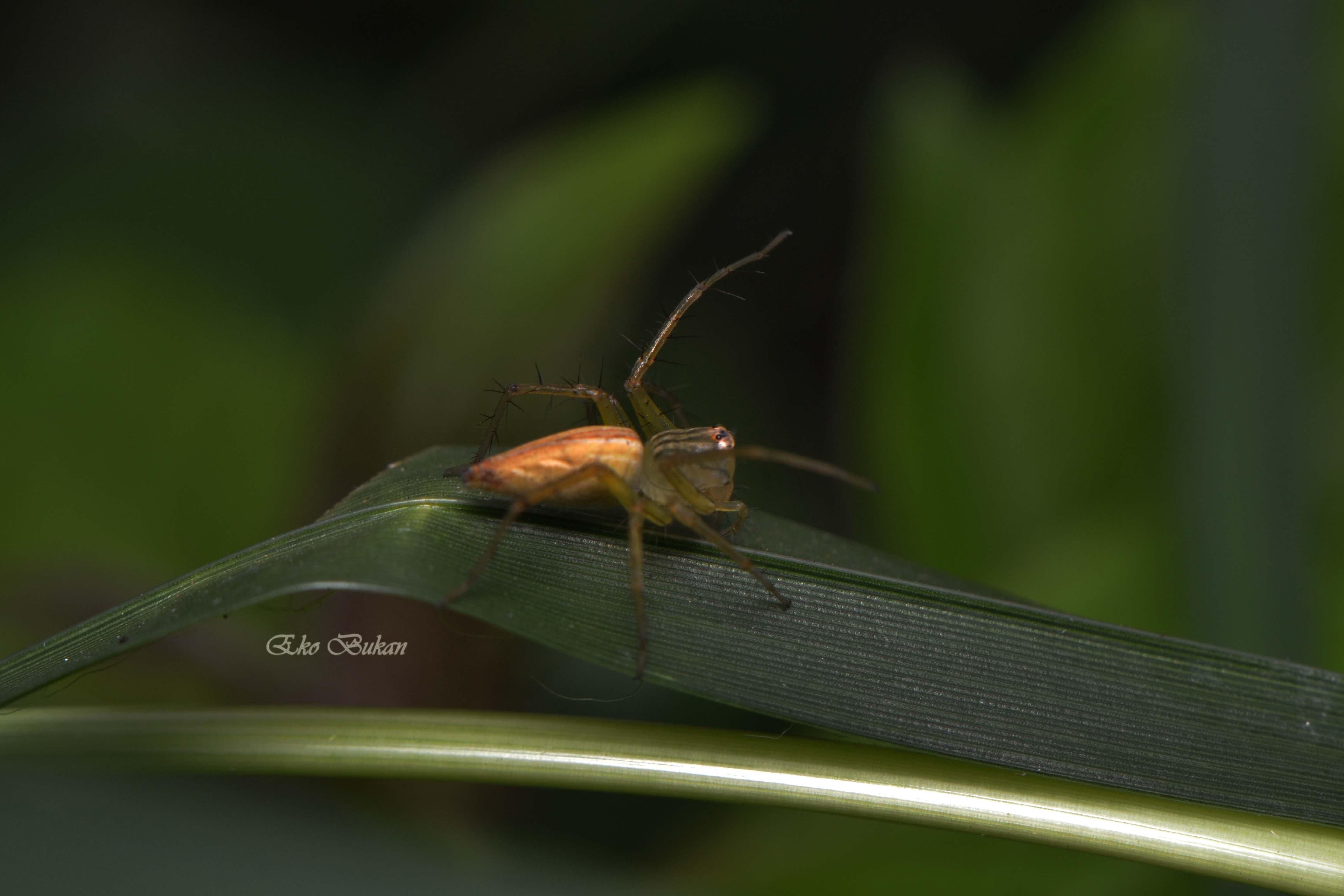 nongkrong-bareng-macro-micro-photography