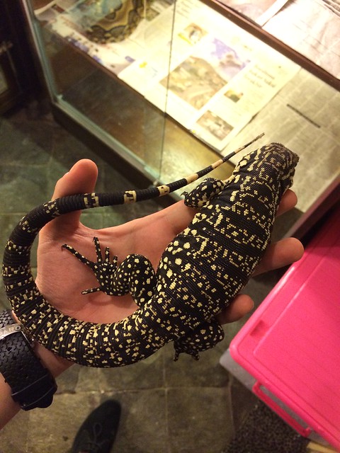 TEGU BW
