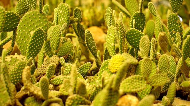 nongkrong-bareng-plants-photography-buat-yang-suka-foto-tetumbuhan