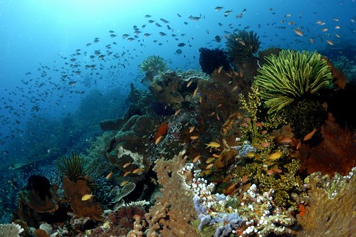 Sisi Lain Pulau Komodo