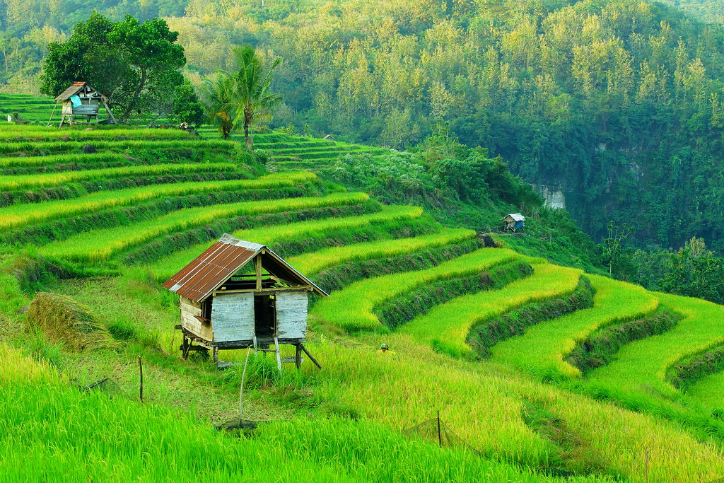 Pesona Bumi Nggahi Rawi Pahu, Dimpu - NTB.