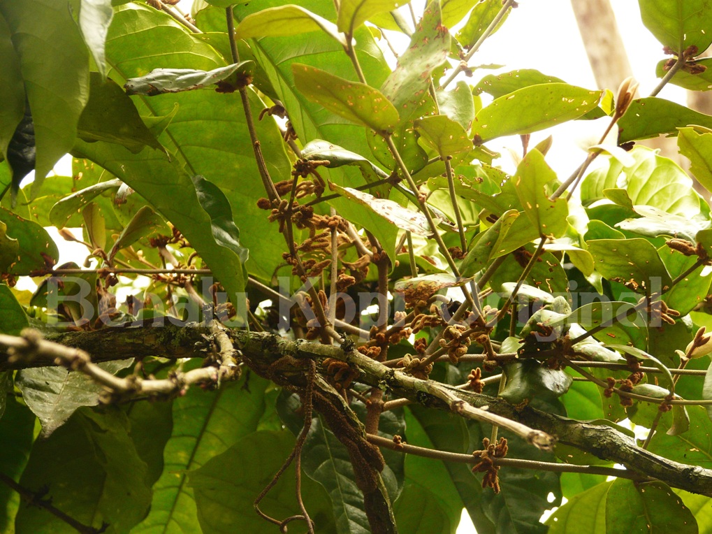 BENALU KOPI