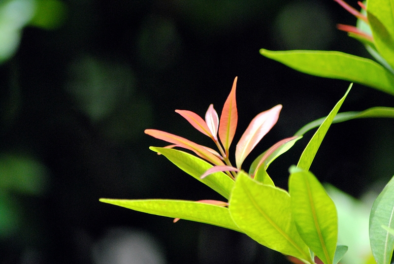 alun-alunnya-nikonian---part-11