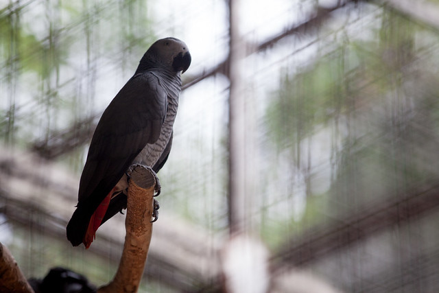 review-canon-lens--gears---part-2