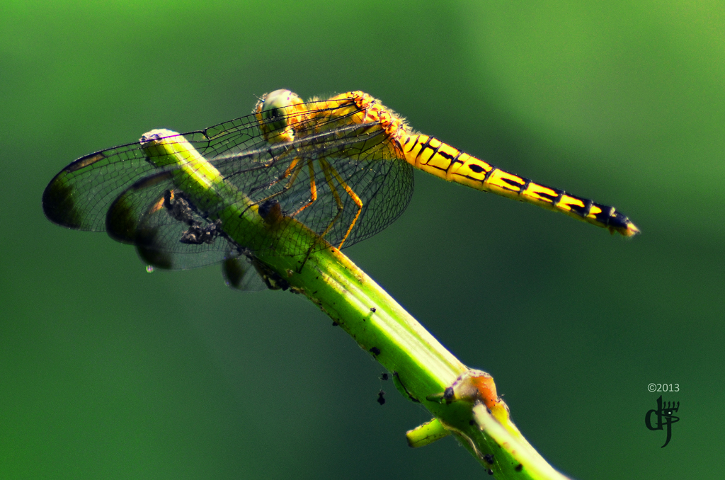 wildlife-fotografi