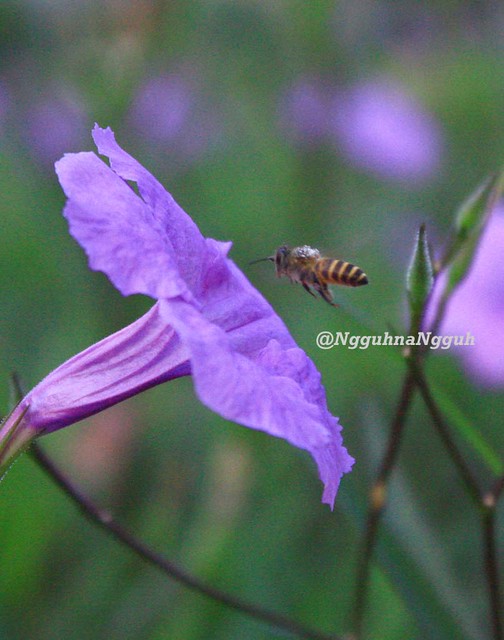 jangan-remehkan-lensa-kit